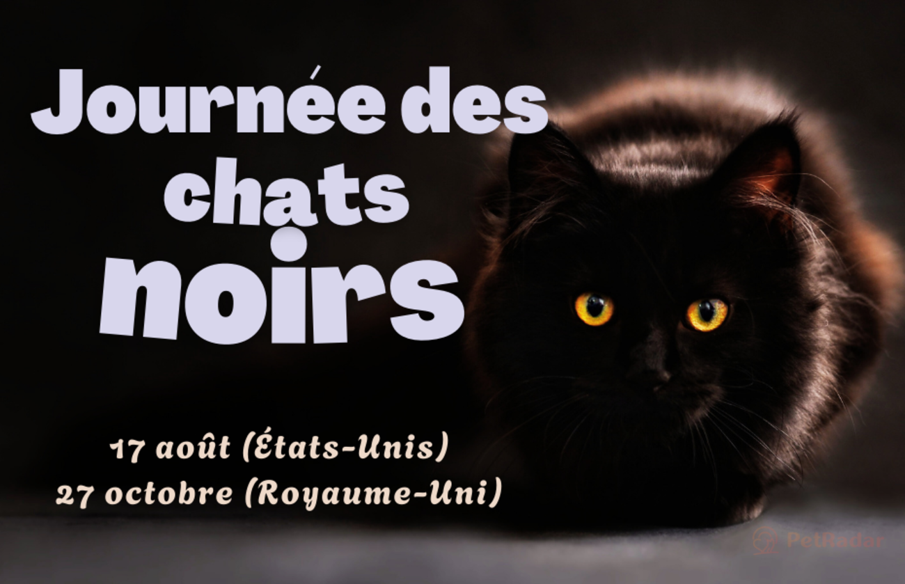 Graphique de la Journée du chat noir avec un texte orange en gras et un chat noir tout doux aux yeux jaunes, faisant la promotion des dates de sensibilisation à l'adoption aux États-Unis et au Royaume-Uni