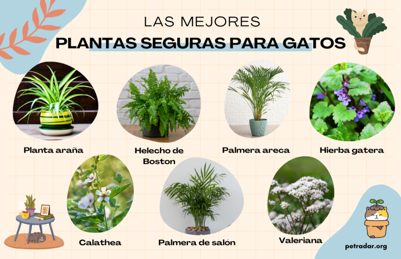 Las mejores plantas seguras para gatos