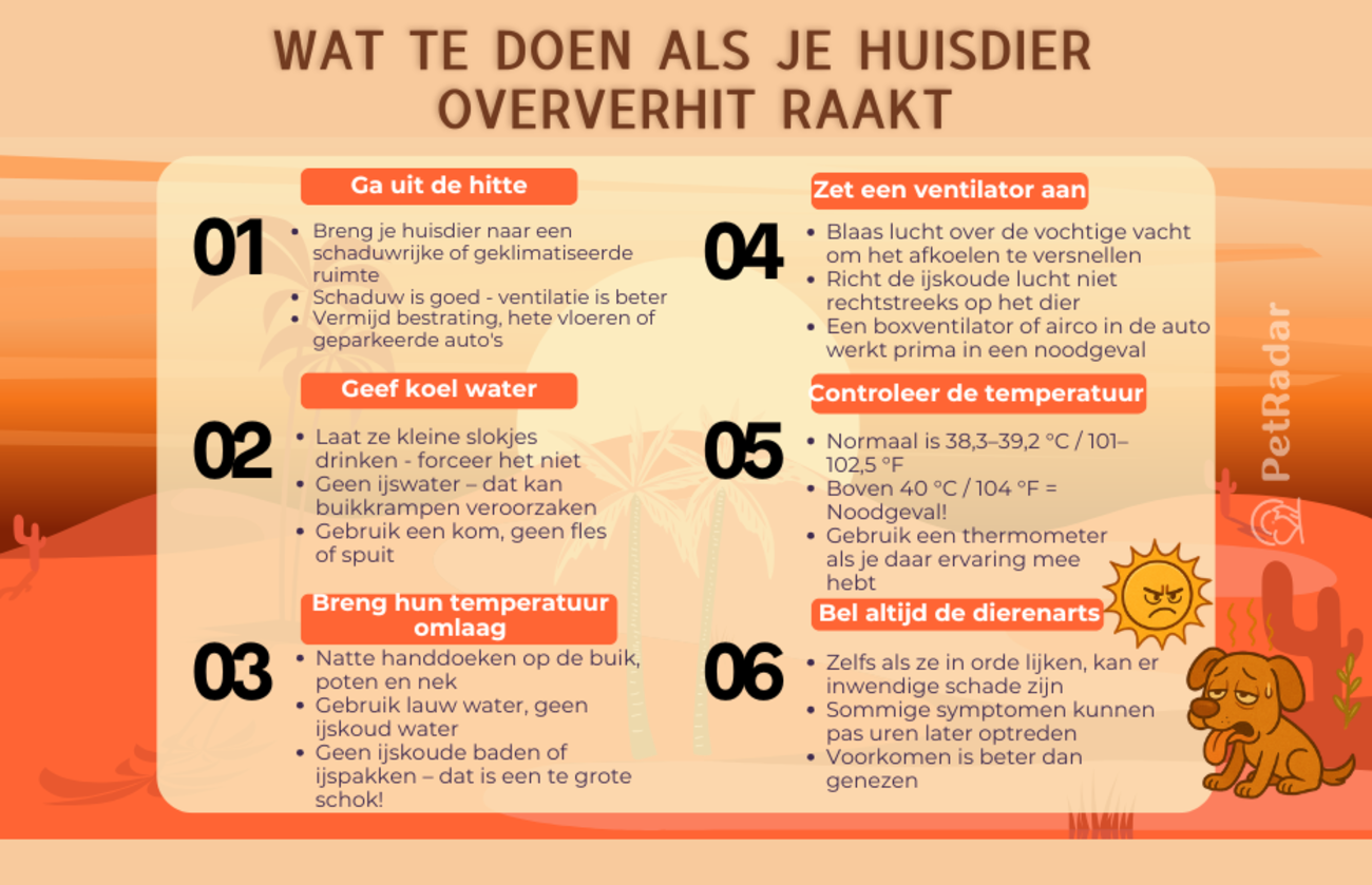 Infographic met de titel Wat te doen als je huisdier oververhit raakt, met zes noodmaatregelen met pictogrammen en tips