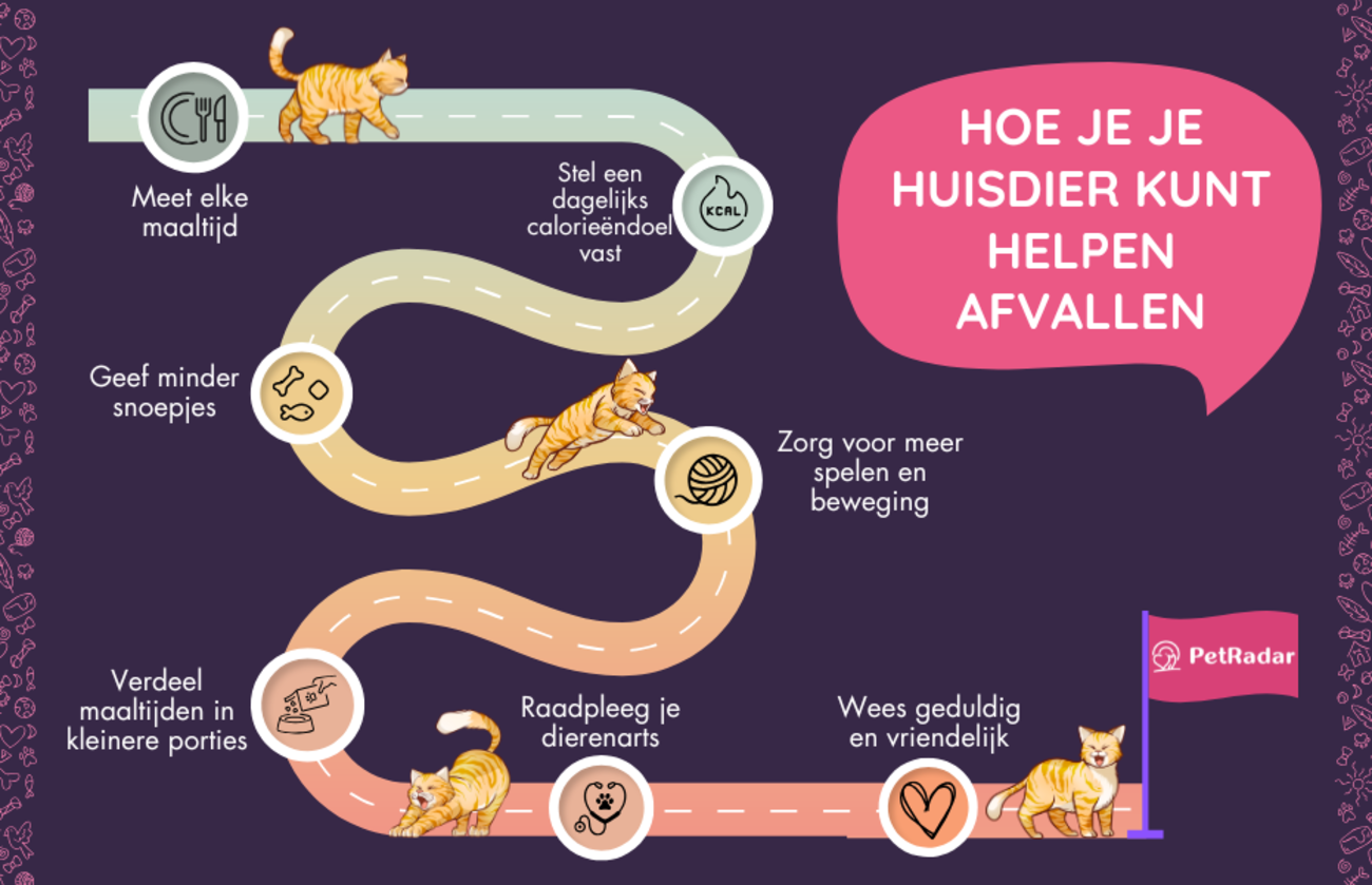 Infographic met een speelse stap-voor-stap handleiding om huisdieren te helpen afvallen, met geïllustreerde katten die een traject volgen van portiecontrole tot bezoeken aan de dierenarts