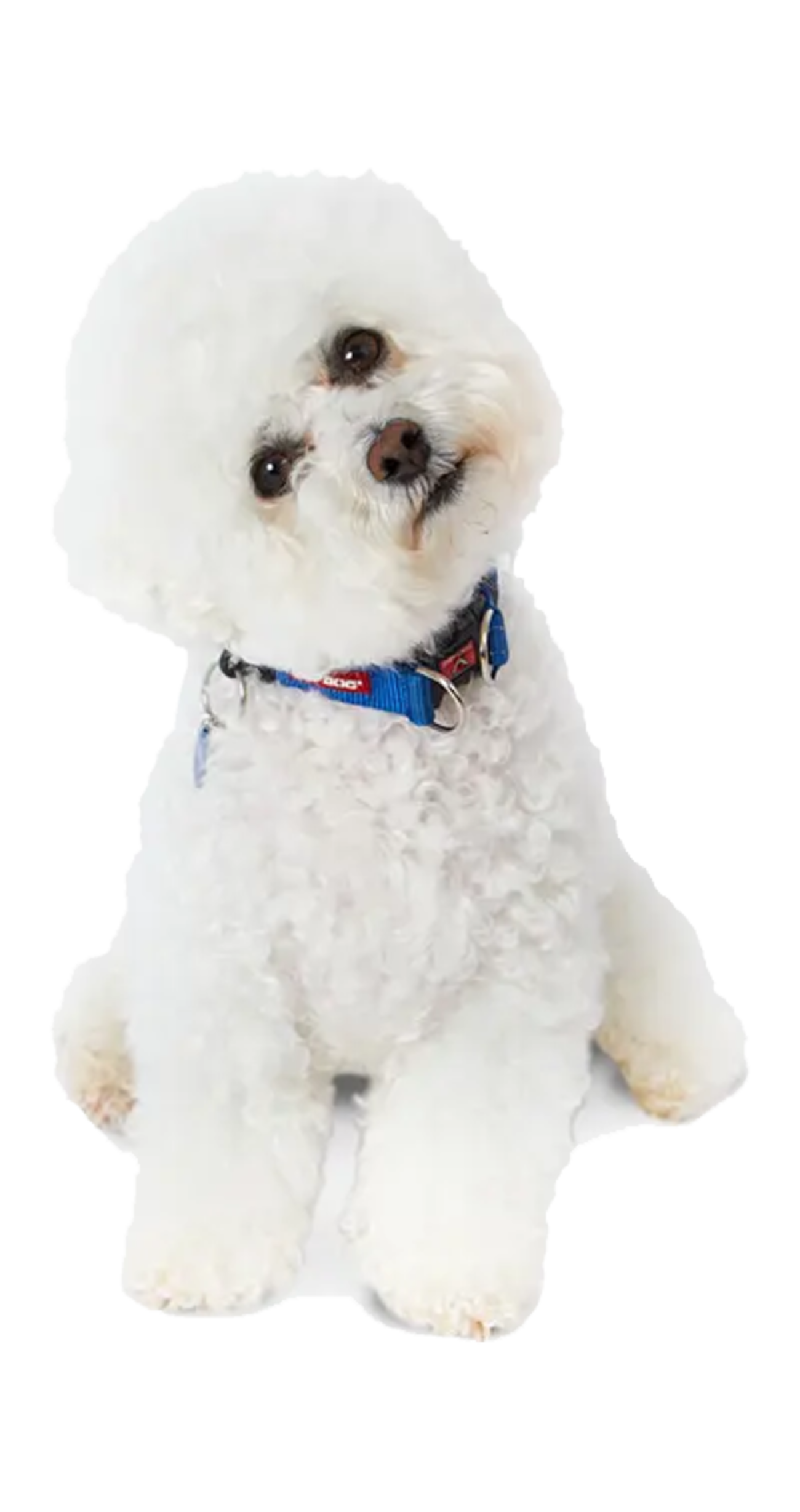 Bichon Frise