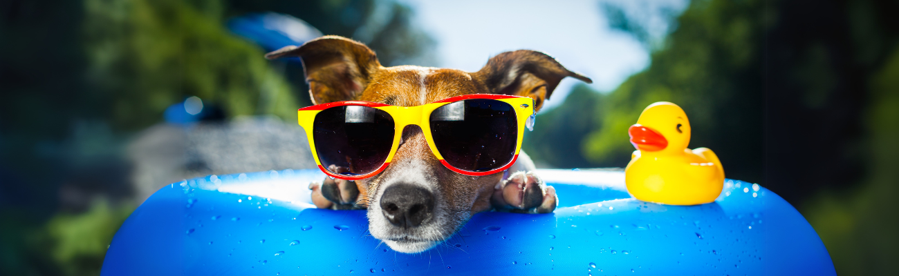 Small dog wearing sunglasses relaxing on a blue pool float next to a yellow rubber duck, symbolizing summer pet safety