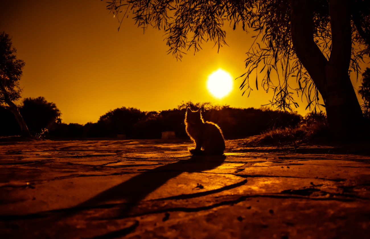 Silhouette d’un chat assis dehors au coucher du soleil, évoquant le départ, la paix et le souvenir