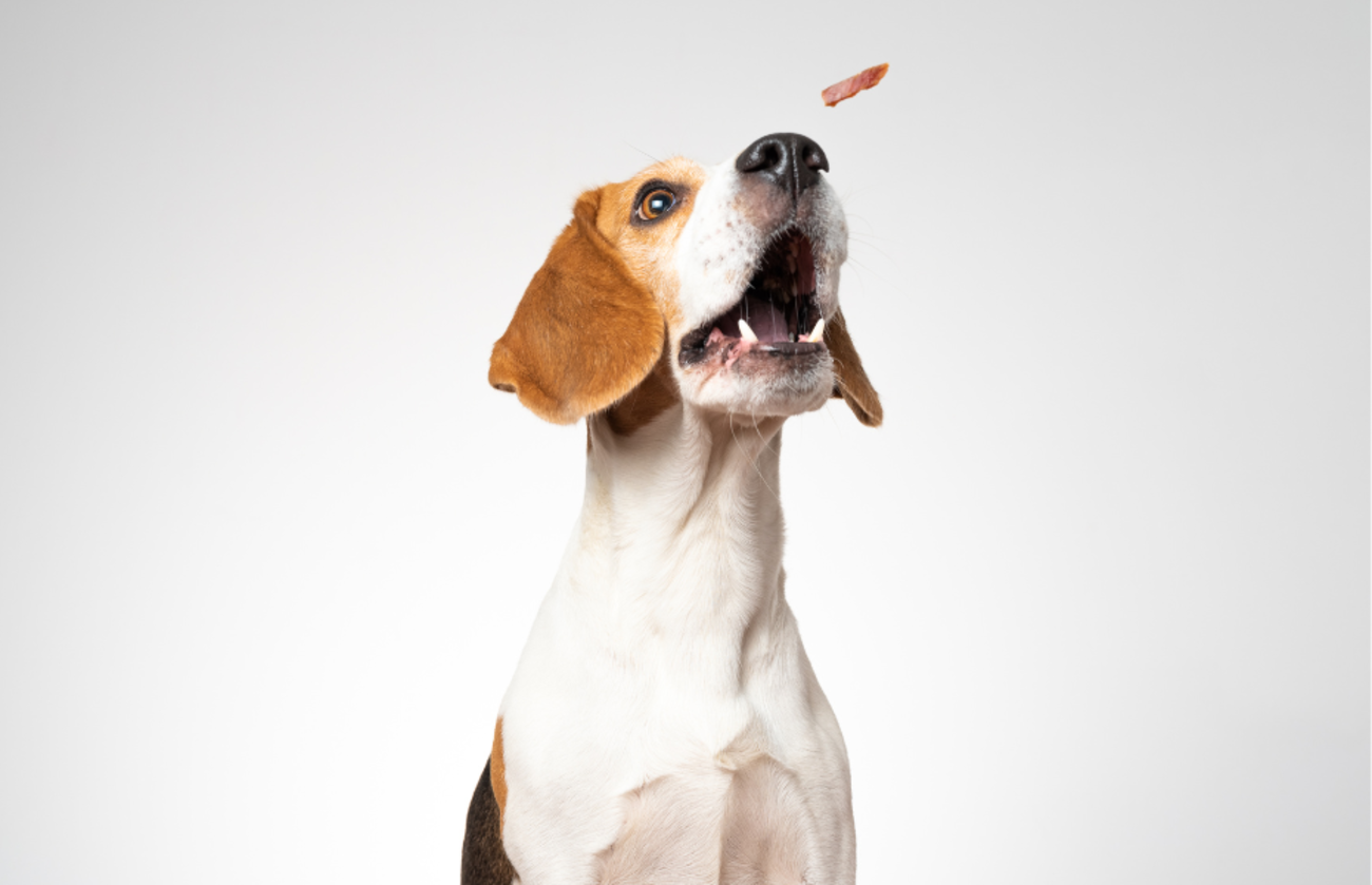 glücklicher Hund, der ein Leckerli bekommt