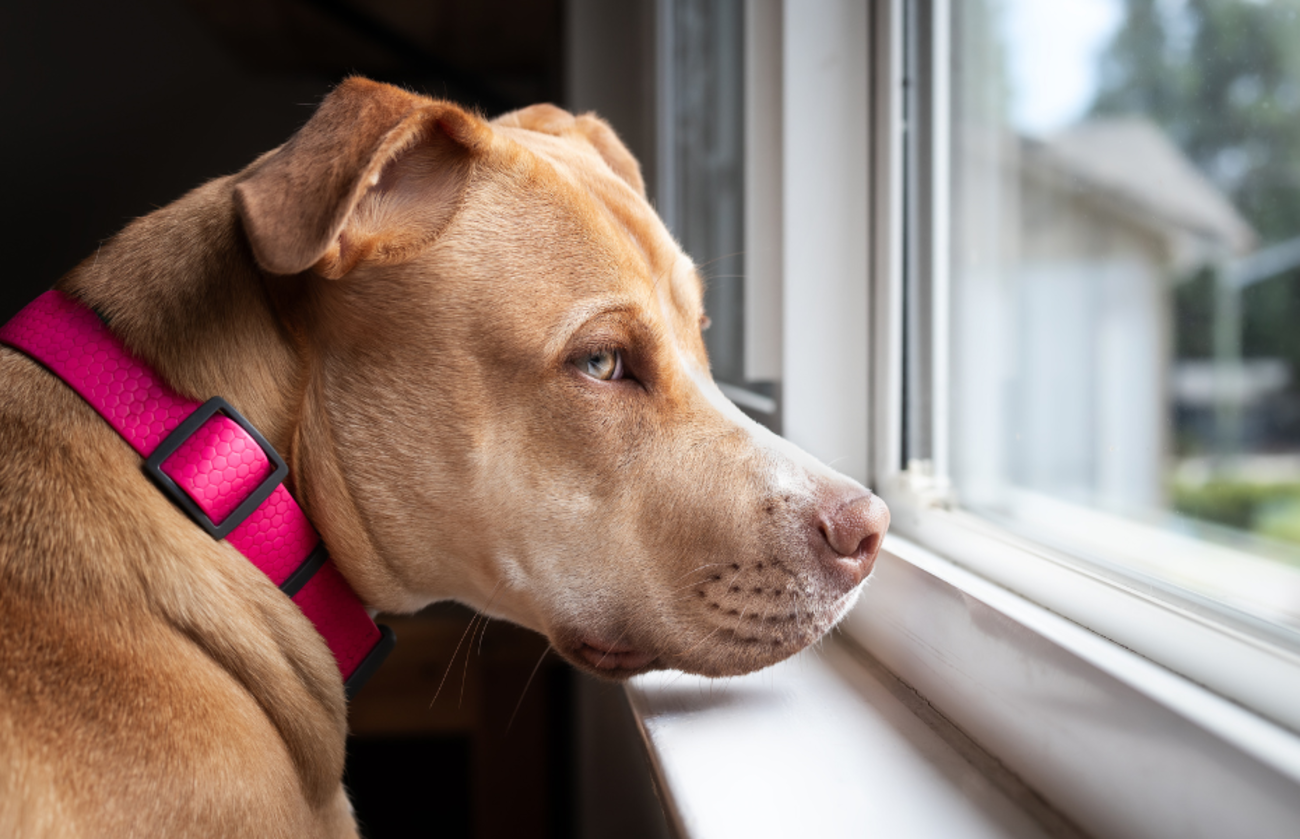 Perro triste mirando por la ventana