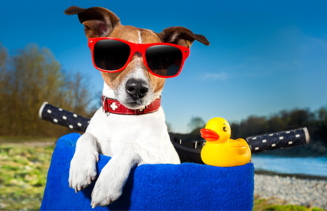 Stijlvolle Jack Russell Terrier met rode zonnebril, genietend van een zonnige dag in een fietsmand