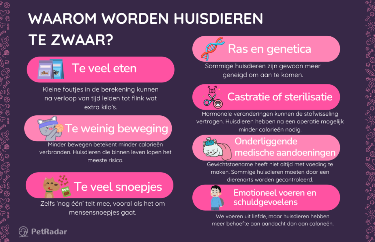 Infographic met de belangrijkste redenen waarom huisdieren te zwaar worden, waaronder te veel eten, te weinig beweging en emotioneel voeren, met kleurrijke pictogrammen en schattige illustraties