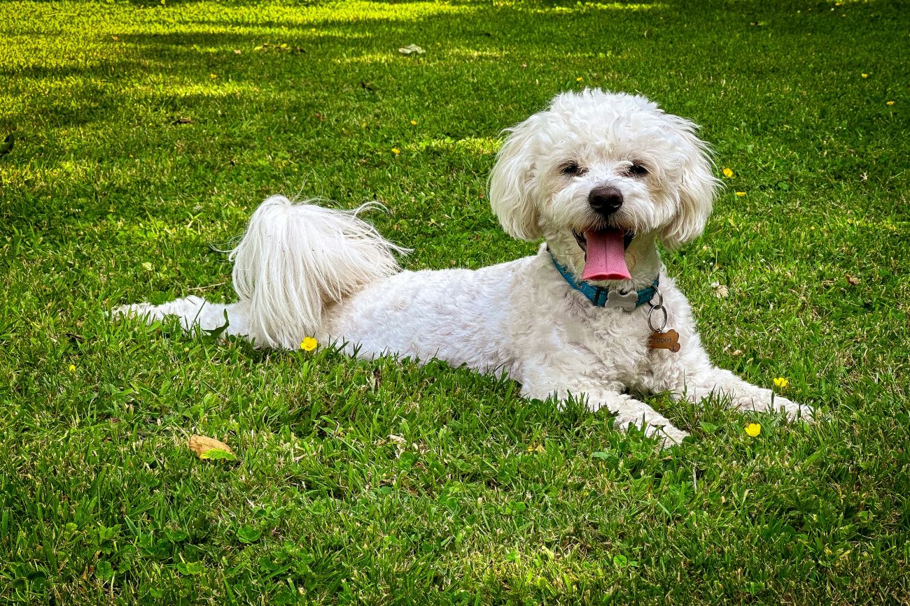 A Bichon Frise