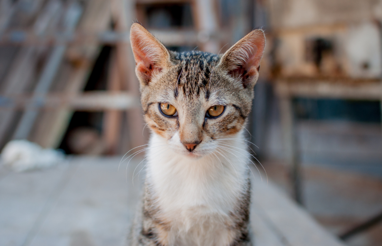 Gato atigrado de mirada seria con ojos dorados, sentado al aire libre, mirando directamente a la cámara.