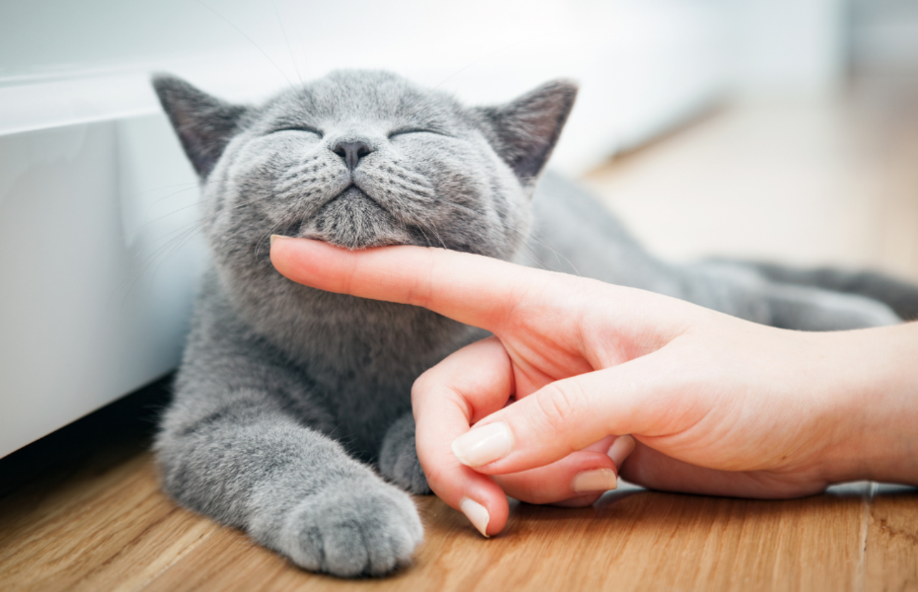 Los ronroneos de los gatos tienen beneficios para la salud