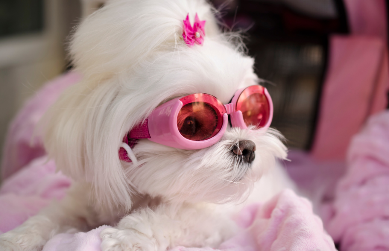 Witte pluizige hond met roze zonnebril en roze strik, liggend op een zachtroze deken