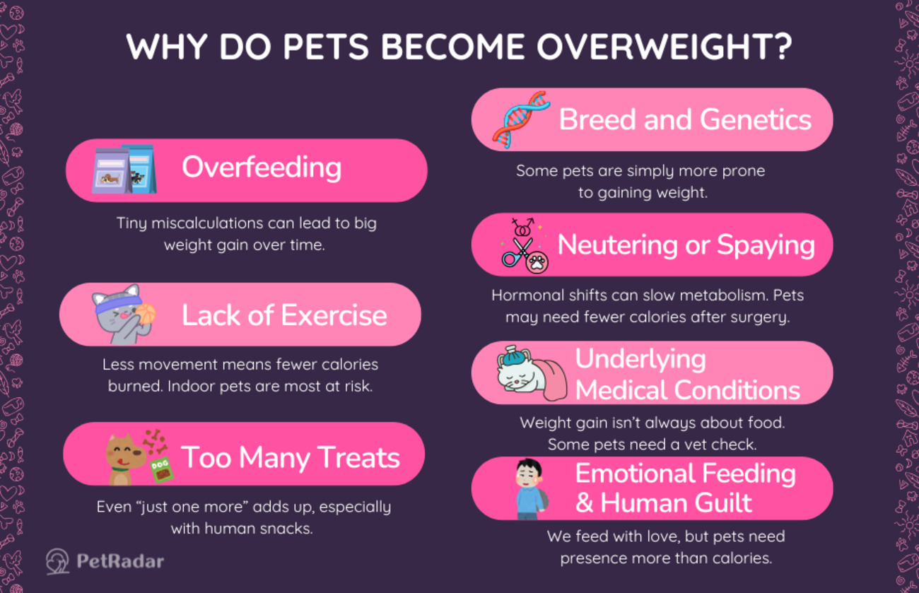 Infographic explaining the top reasons pets become overweight, including overfeeding, lack of exercise, and emotional feeding, with colorful icons and cute illustrations
