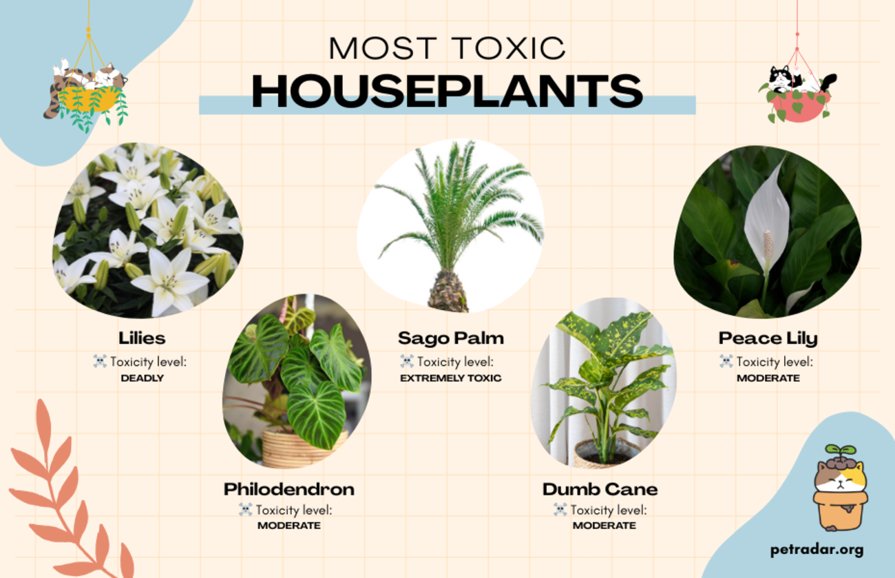 most toxic houseplants for cats