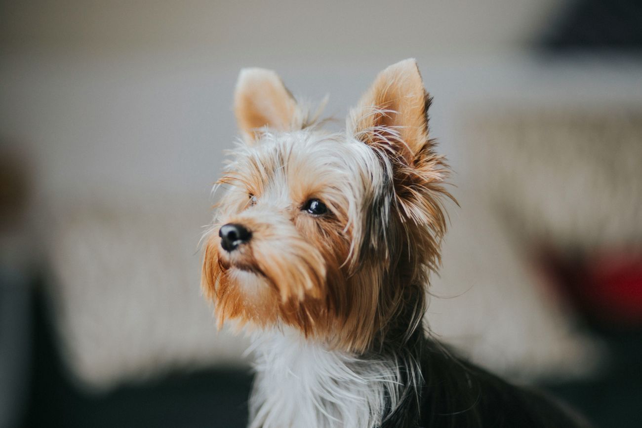 A Yorkshire Terrier