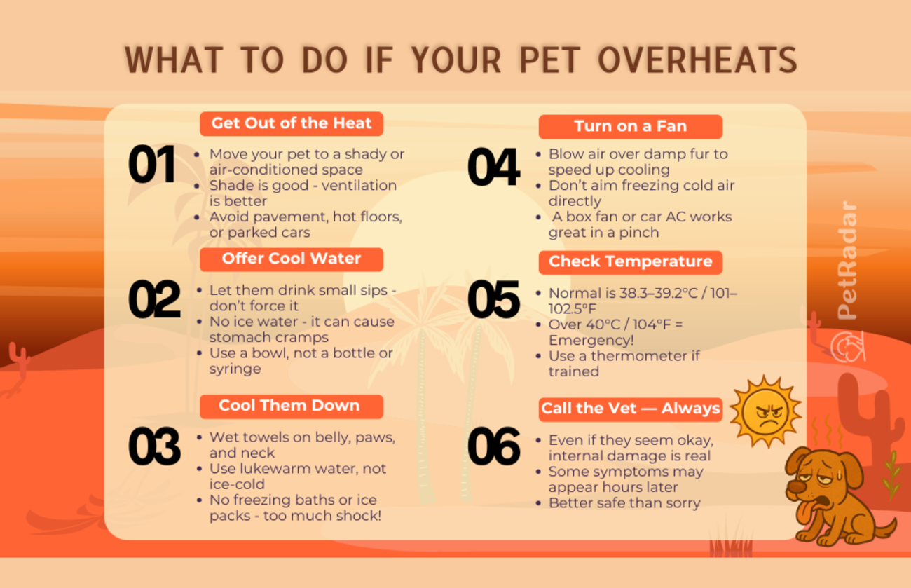 Infographic titled What to Do If Your Pet Overheats showing six emergency steps with icons and tips