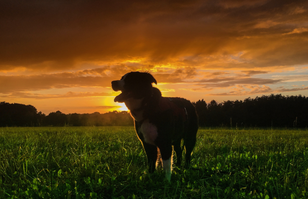 Silhouette d’un chien debout dans un champ au coucher du soleil, symbole du lien qui demeure