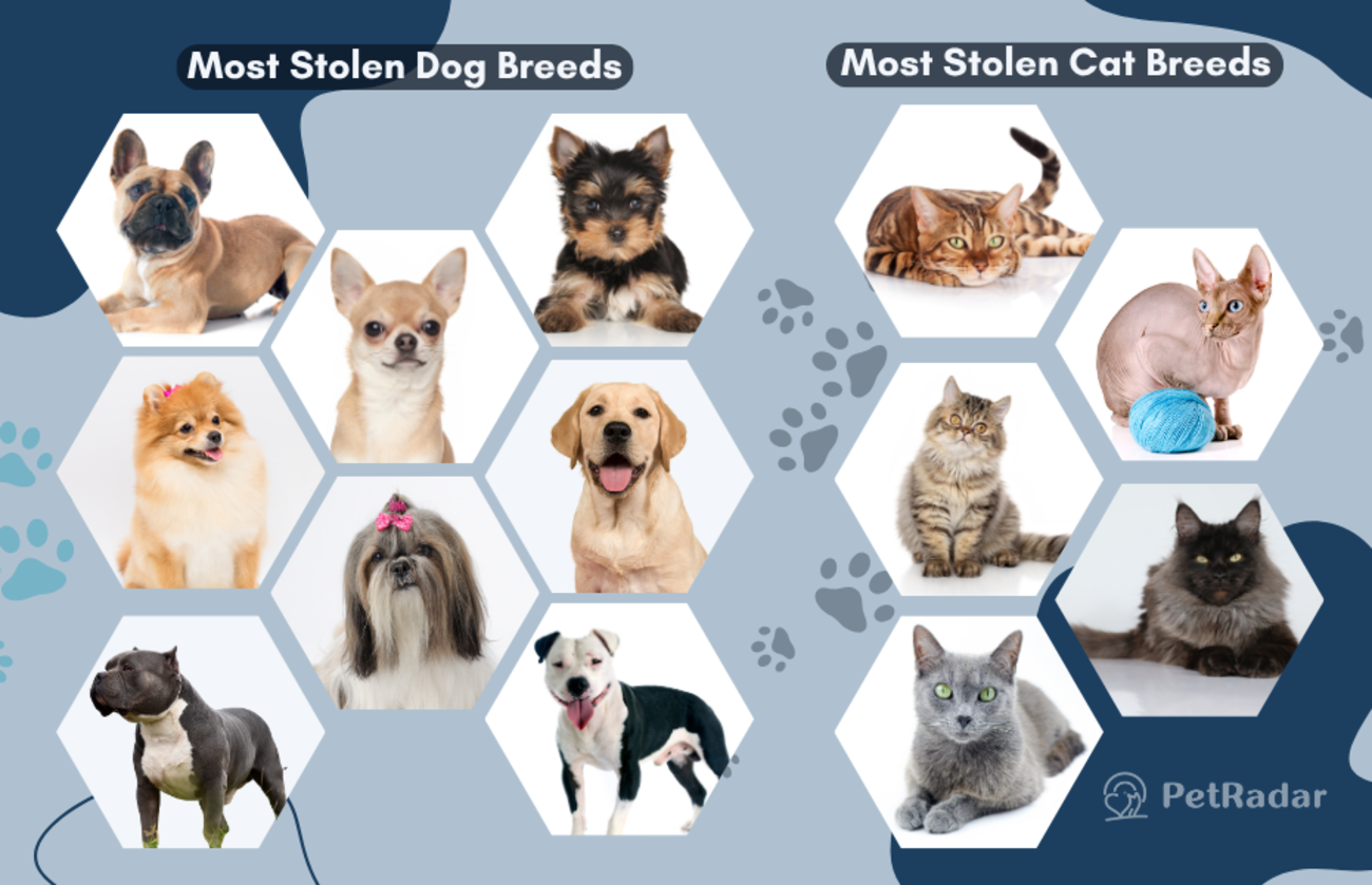 Graphic featuring images of the most commonly stolen dog and cat breeds, including French Bulldogs, Yorkies, Chihuahuas, Bengals, and Sphynx cats