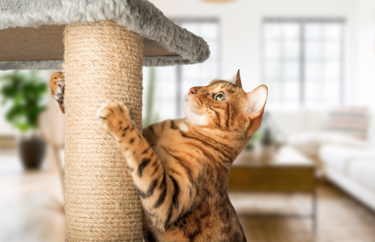 Bengal cat using a vertical sisal scratching post in a modern living room, demonstrating healthy claw use and furniture-friendly behavior