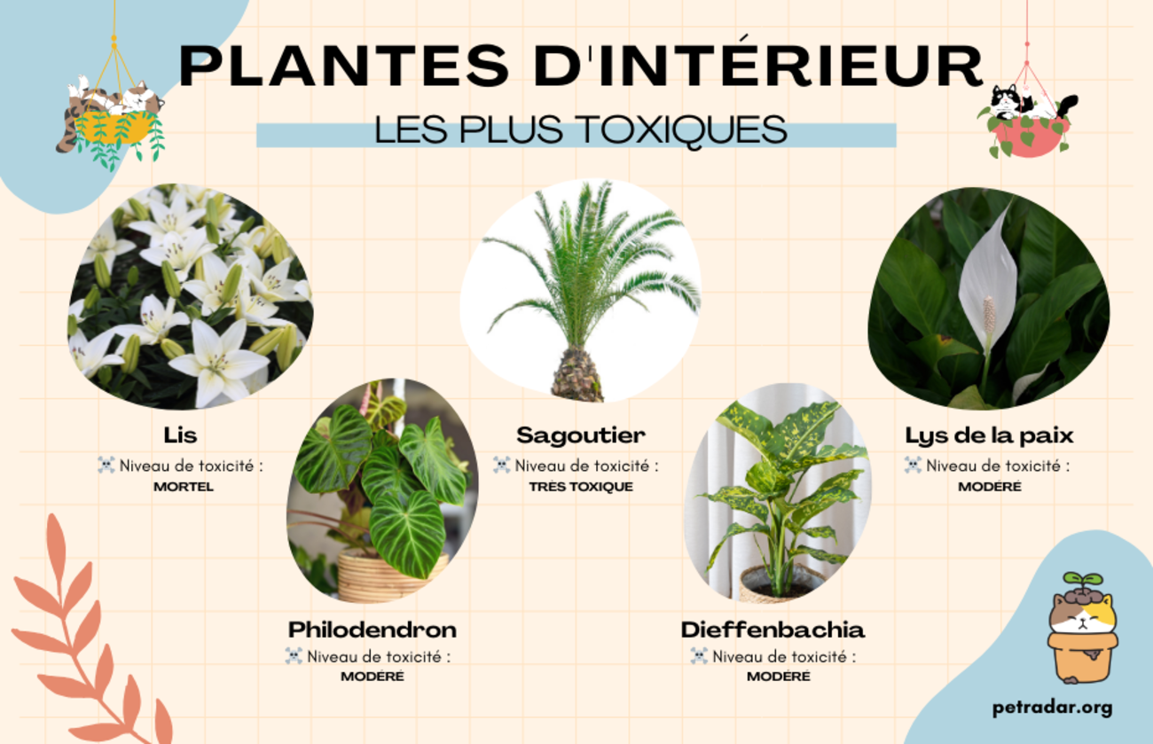 PLANTES D'INTÉRIEUR LES PLUS TOXIQUES POUR LES CHATS