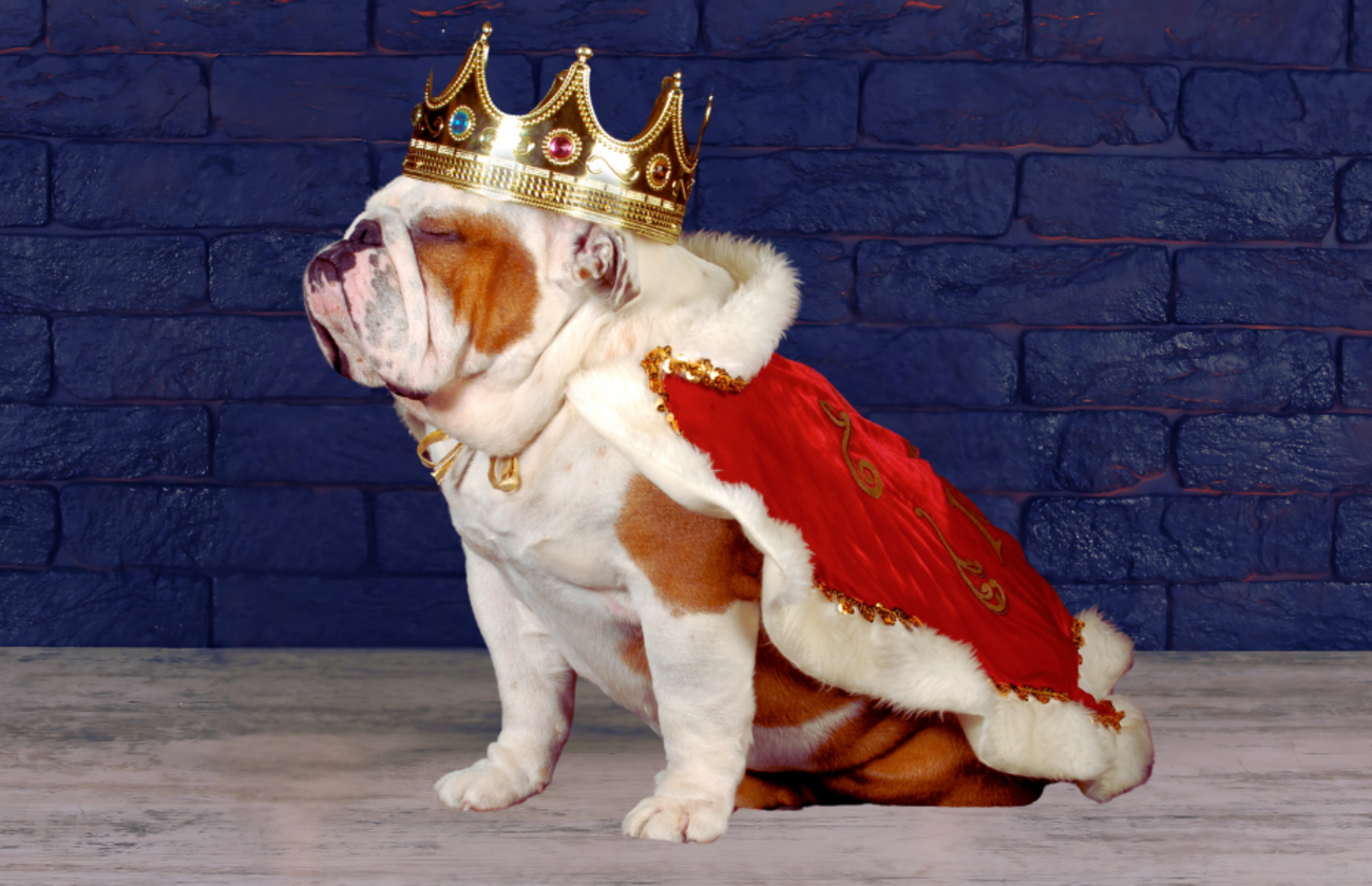 Engelse buldog gekleed in een koninklijke rode cape en een kroon met juwelen