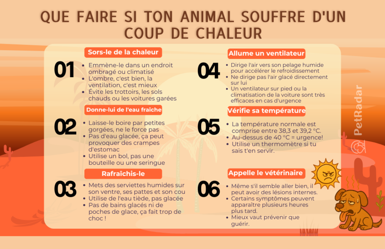 Infographie intitulée « Que faire si votre animal souffre d'un coup de chaleur » présentant six mesures d'urgence avec des icônes et des conseils