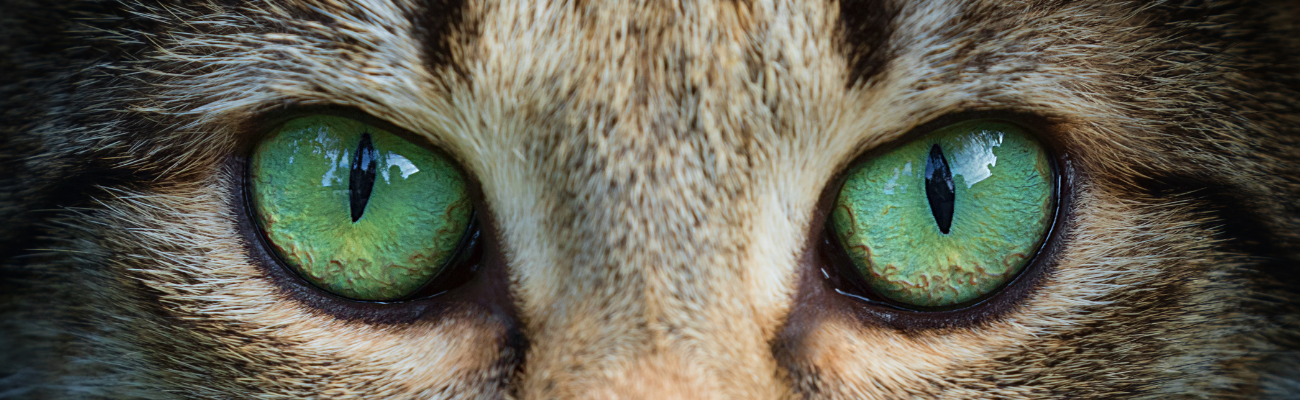 Close-up of a cat’s vivid green eyes with vertical-slit pupils, symbolizing feline night vision and mysterious perception.
