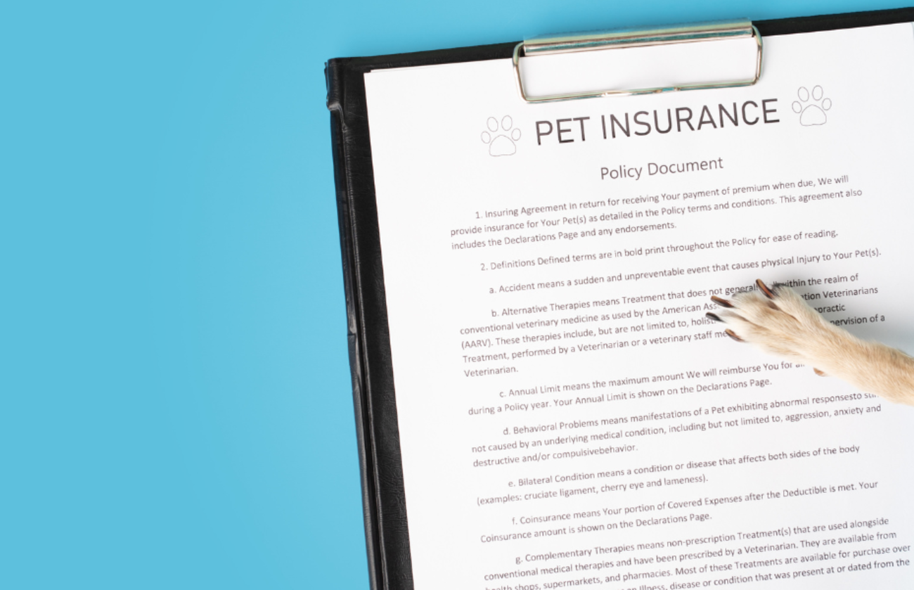 little paw over a pet insurance policy