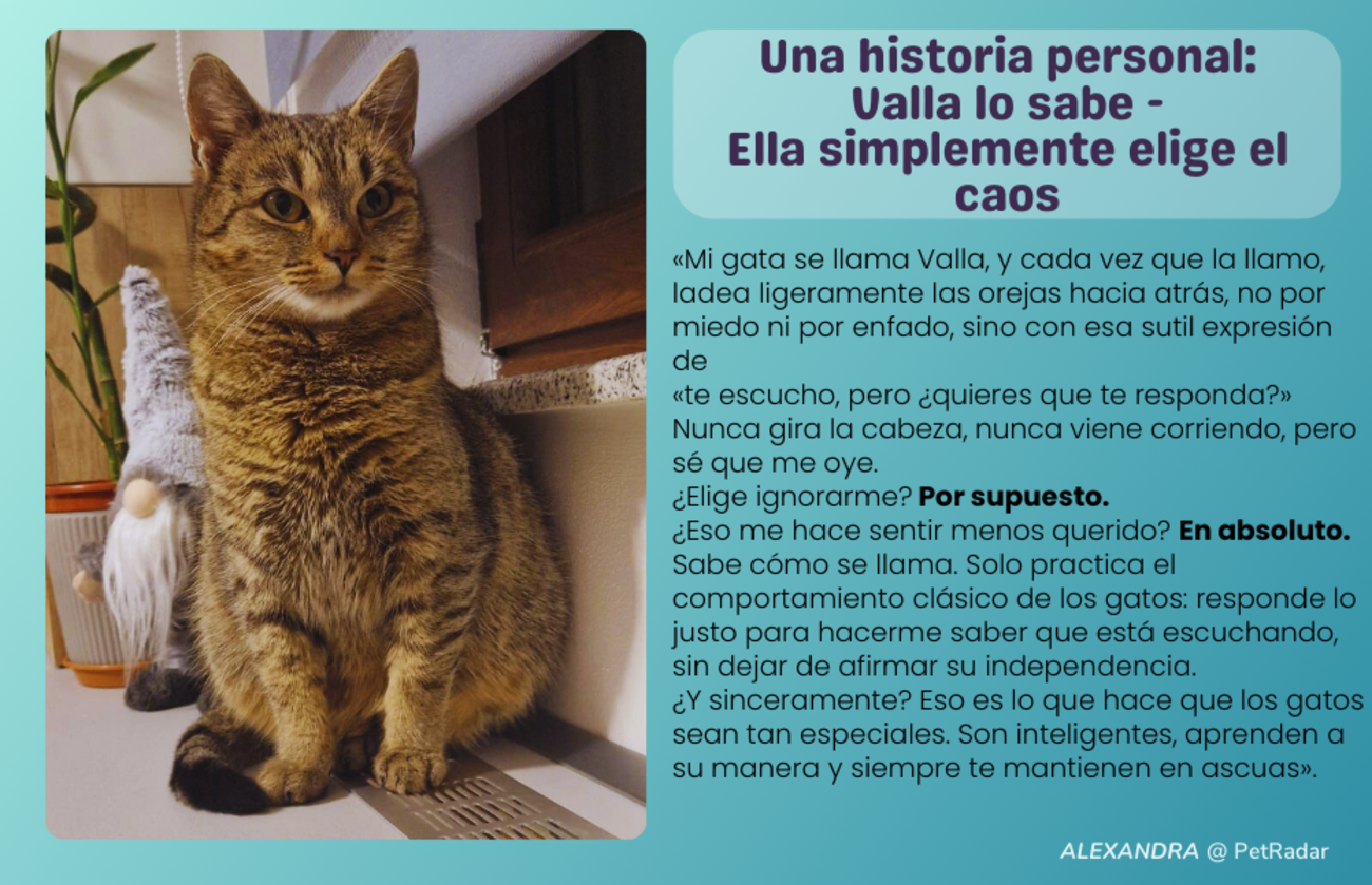 Una historia personal del personal Valla, la gata independiente