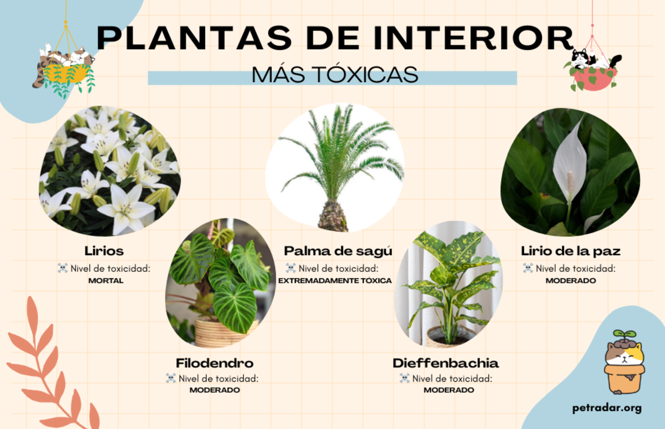 Las plantas de interior más tóxicas para los gatos