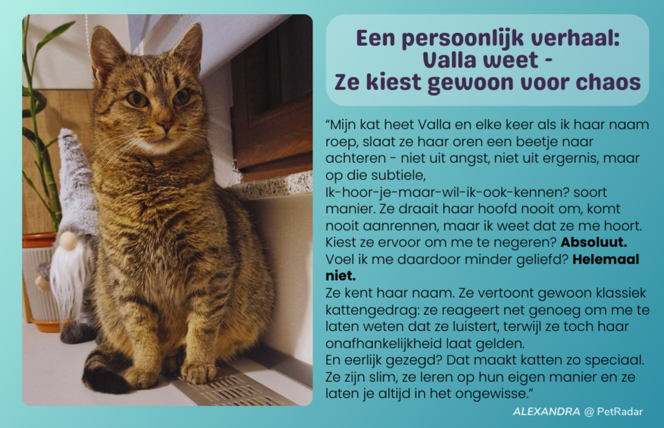 een persoonlijk verhaal van het personeel - valla de onafhankelijke kat