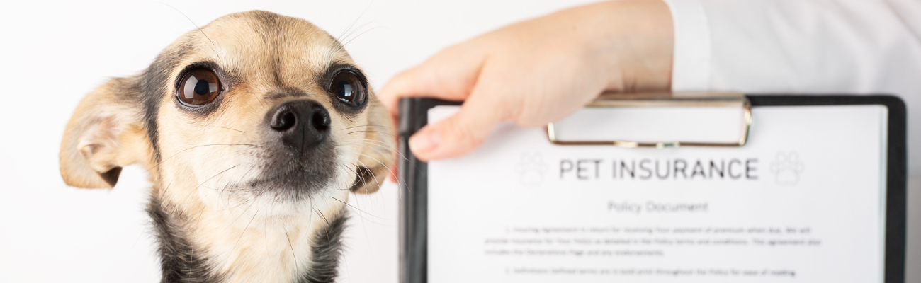 little_cute_Chihuahua_next_to_a_pet_insurance_policy