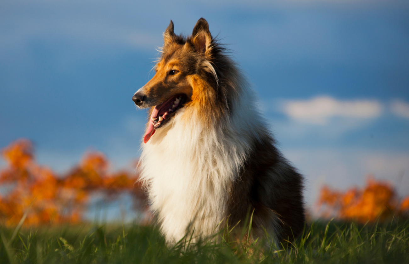 lassie the collie first insured pet