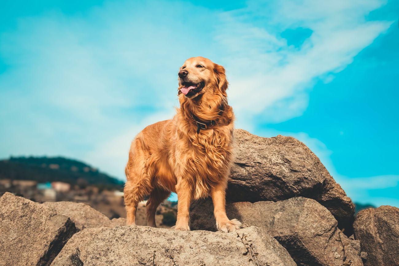 A golden retriever