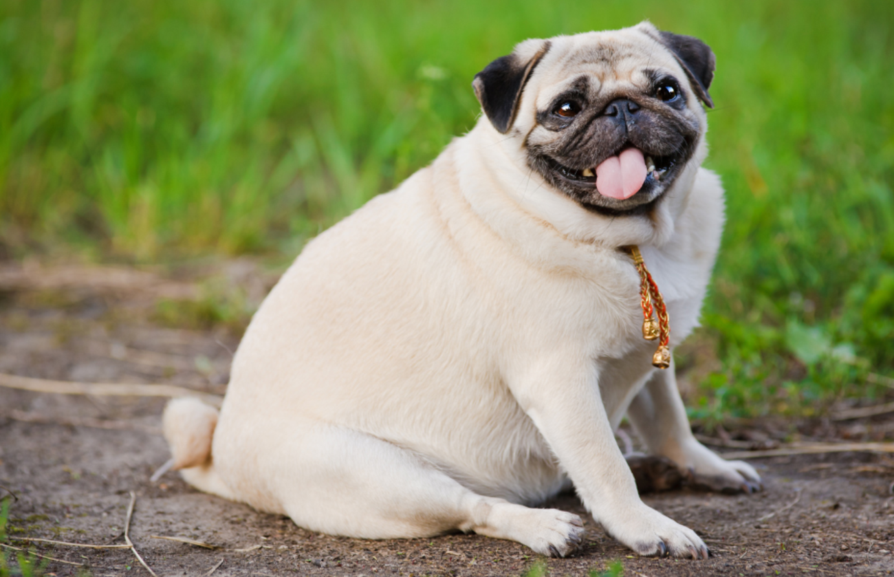 pug supraponderal zâmbitor stând pe iarbă într-un cadru exterior, cu limba scoasă