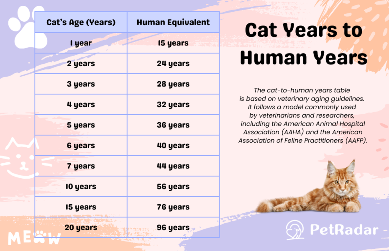 Cat Years to Human Years Converter
