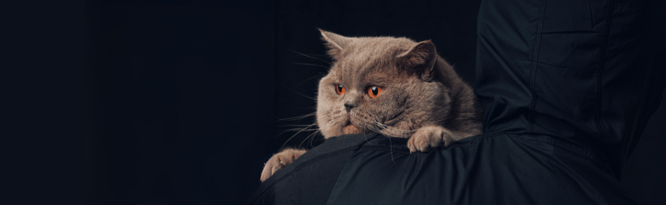 Close-up picture of a grey cat being carried away by a person in a dark hoodie