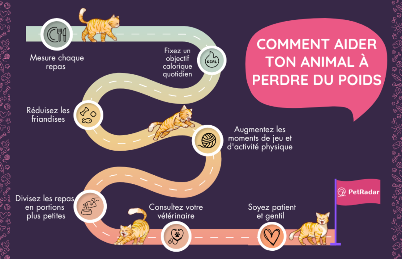 Infographie présentant un guide ludique étape par étape pour aider les animaux à perdre du poids, avec des chats illustrés suivant un parcours allant du contrôle des portions aux visites chez le vétérinaire