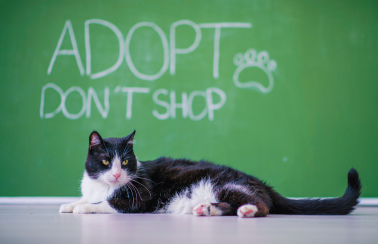 cat sitting in front of adopt dont shop slogan