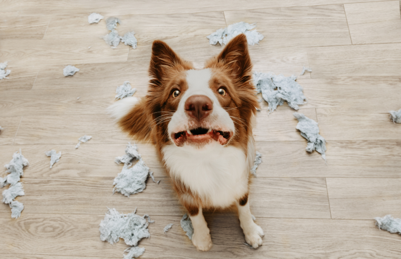 Ansiedad por separación en perros frente a aburrimiento