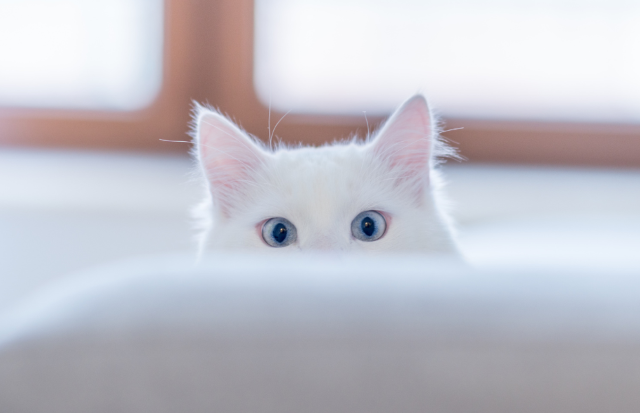 ソファの後ろに部分的に隠れた青い目の白い猫。猫の好奇心と周囲への意識を表している