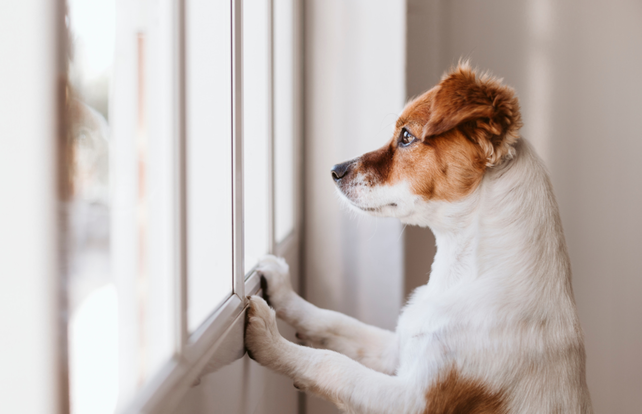 adorable perro mirando por la ventana