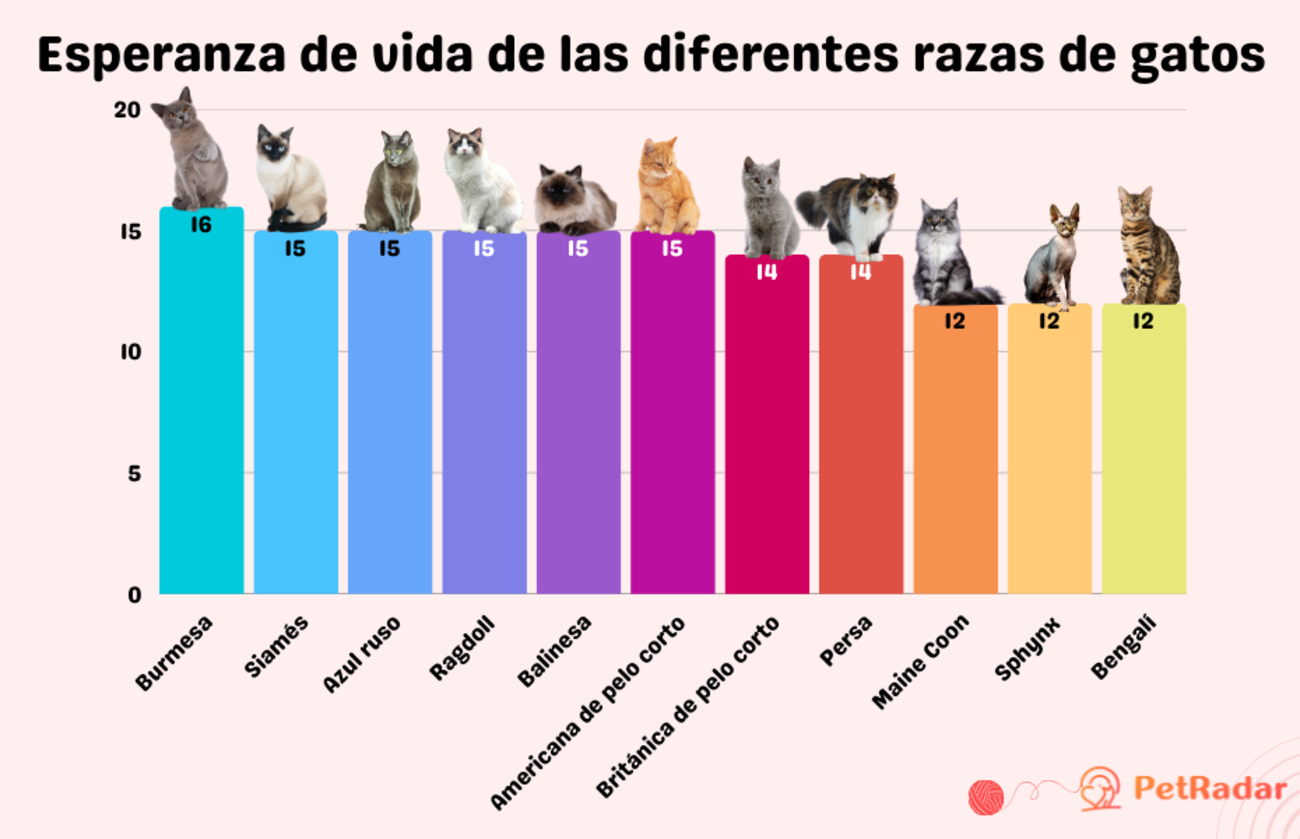 Gráfico de la esperanza de vida de las diferentes razas de gatos