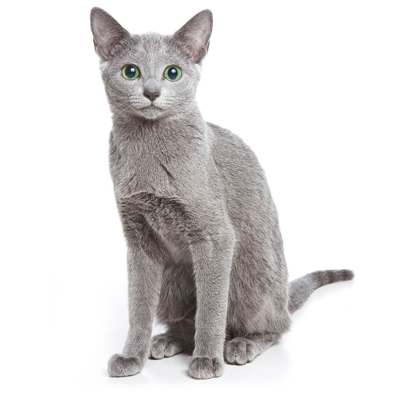 Russisch blauwe kat