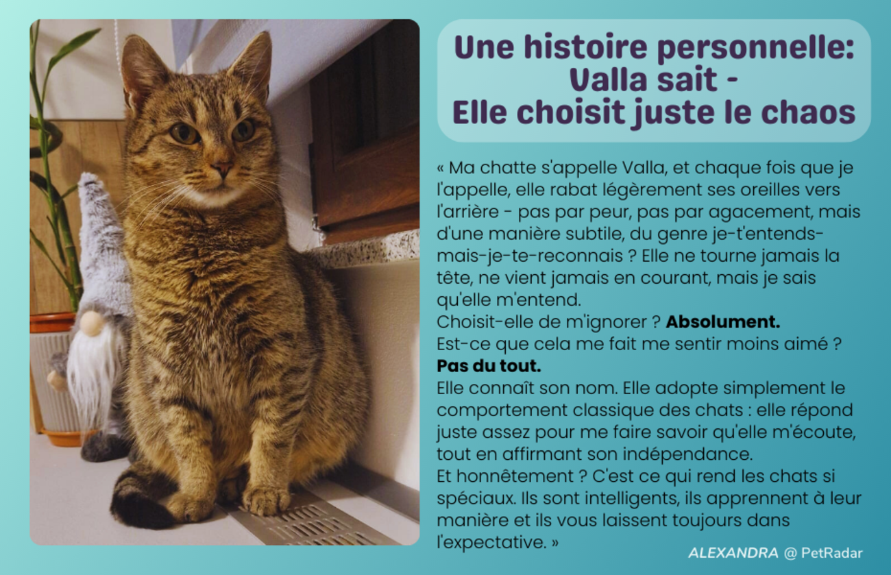 Une histoire personnelle du personnel - Valla la chatte indépendante