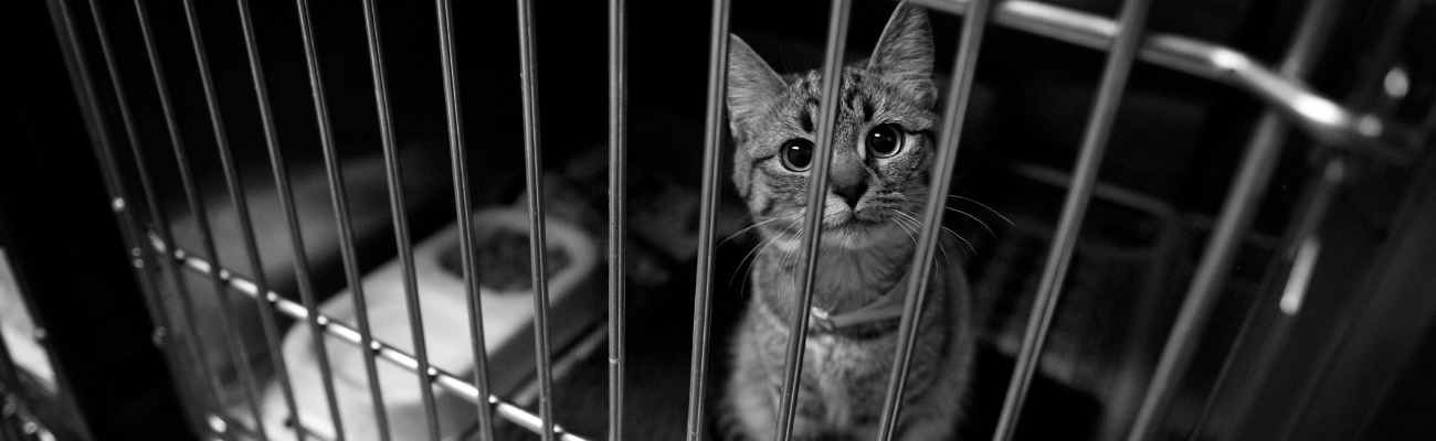 beautiful kitty in a shelter looking out from a cage
