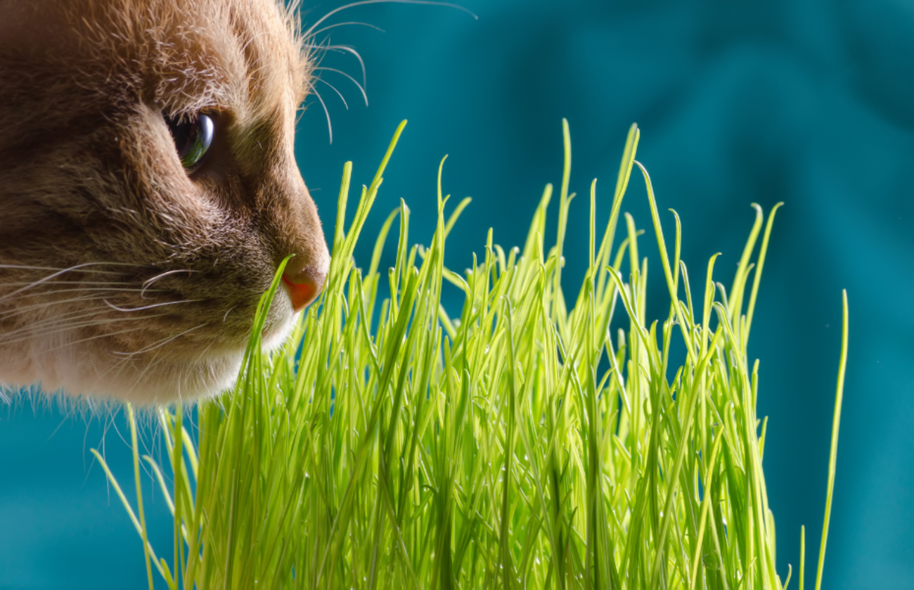orange tabby smelling cat grass