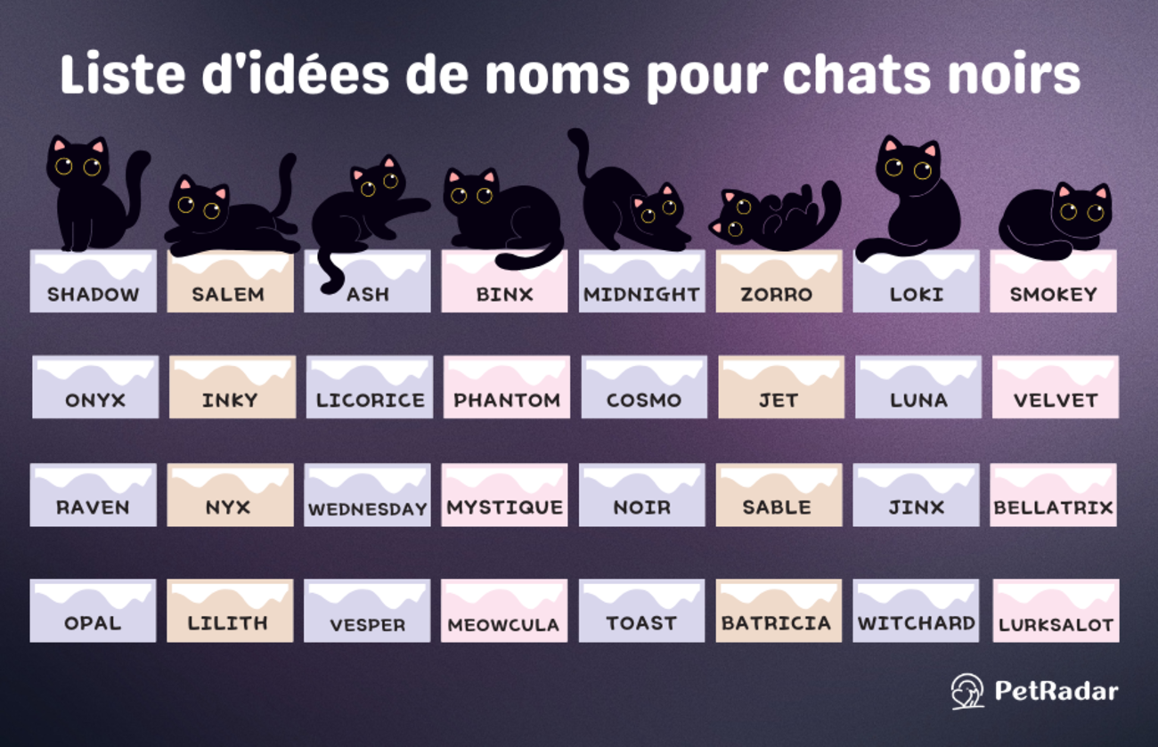 Les chats noirs : histoire, tendances d'adoption, races et noms | PetRadar  | PetRadar, image size:1300x839
