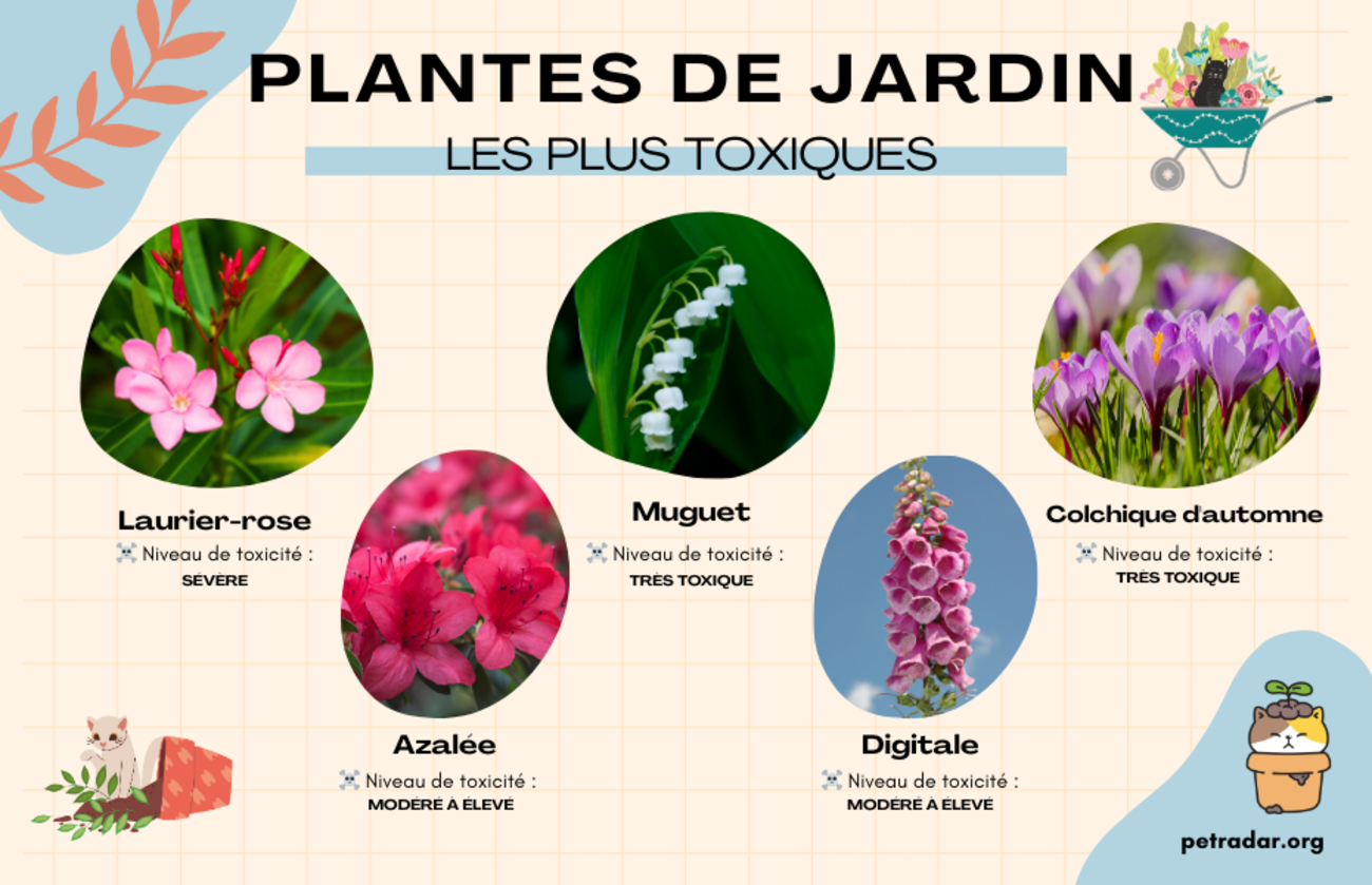 PLANTES DE JARDIN LES PLUS TOXIQUES POUR LES CHATS