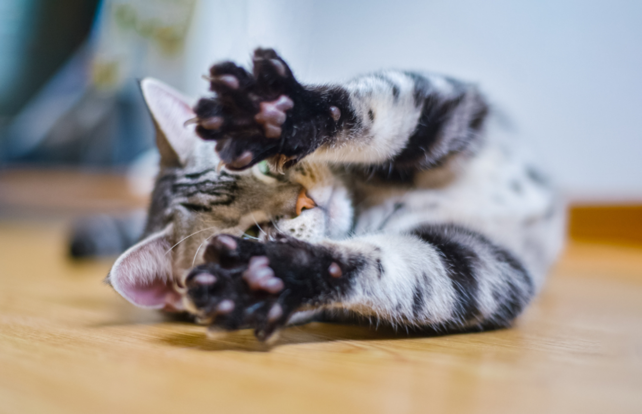 Tabby cat lying on its back with paws extended toward the camera, showing claws, highlighting natural stretching behavior