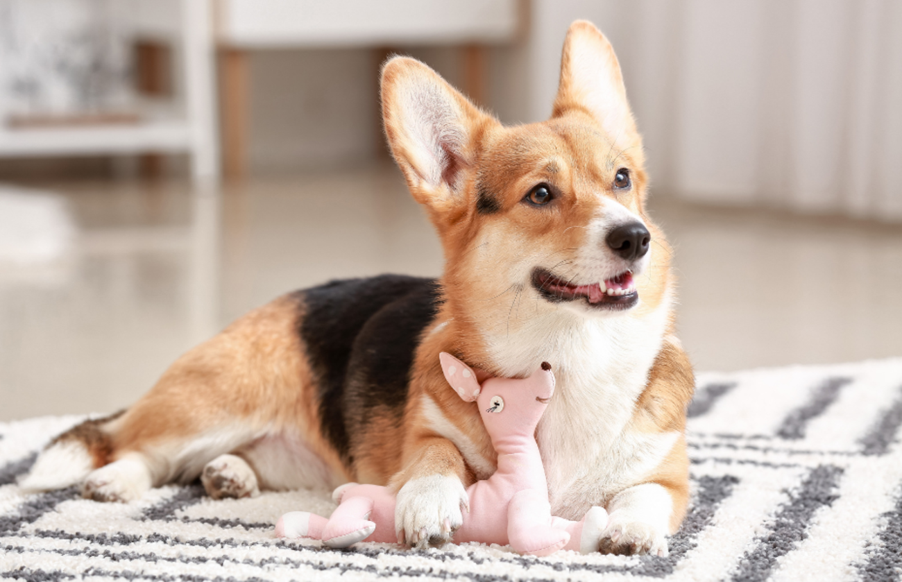 Lindo perro sosteniendo un juguete de peluche